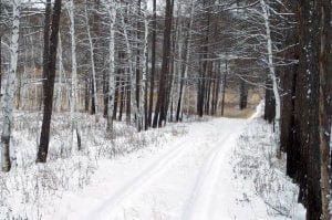 Житель Свободненского района ушёл в лес после ссоры с близкими и заблудился
