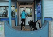Стаи голодных собак караулят жителей Свободного около магазинов