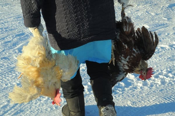Россиян предупреждают о вспышке птичьего гриппа в Европе. Новости