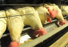 В России запретили импорт мяса птицы из ряда европейских стран