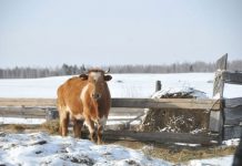 В Архаринском районе Приамурья выявлен случай бешенства у коровы