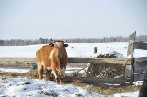 В Архаринском районе Приамурья выявлен случай бешенства у коровы