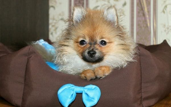 Две мошенницы из Новосибирска продавали амурчанам несуществующих породистых собак
