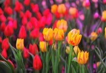Тюльпаны и Королевские рябчики вырастили в Свободном к 8 Марта