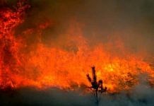 На Дальнем Востоке за сутки огонь уничтожил 14 тысяч гектаров леса