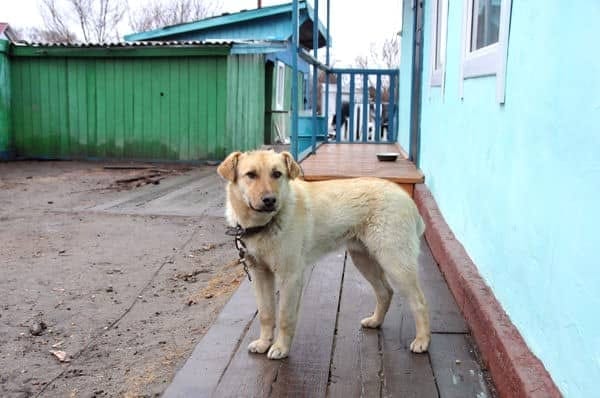 «Космический» пёс Бублик обрёл дом в Свободном. Новости