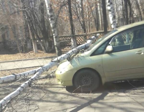 Шквалистый ветер в Свободном обрушил дерево на ехавшую по центральной улице машину. Новости