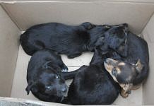 Волонтёры просят свободненцев помочь выброшенным щенкам и покалеченным собакам
