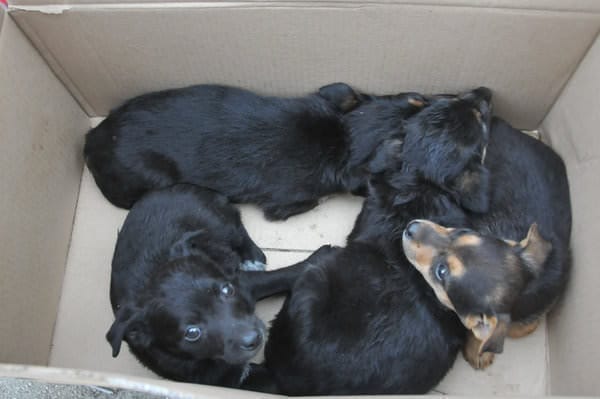 Волонтёры просят свободненцев помочь выброшенным щенкам и покалеченным собакам. Новости