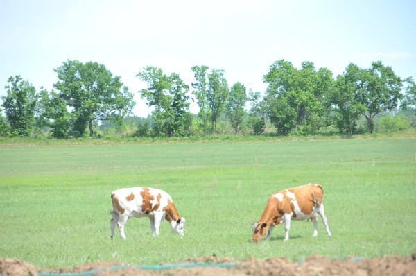 Губернатор подарил поселившимся в посёлке около Свободного староверам 5 коров. Новости