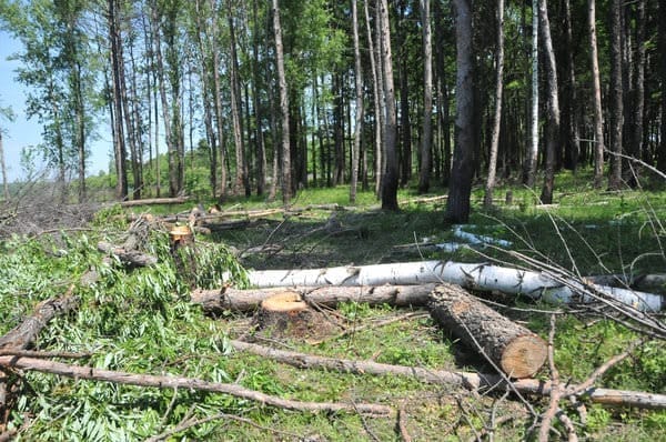 Два жителя Свободненского района предстанут перед судом за незаконную вырубку леса