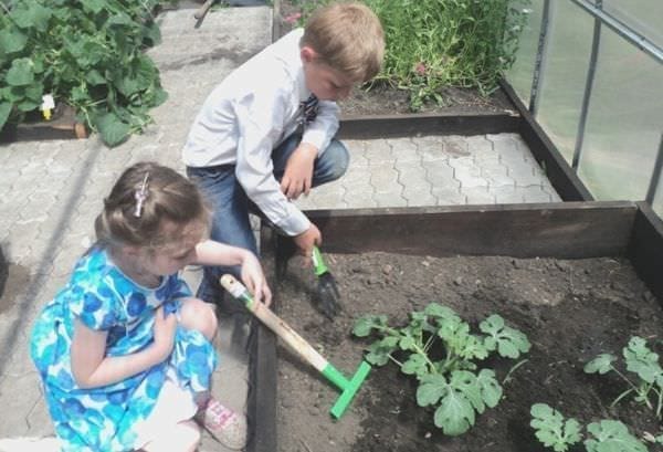 В Свободном дети с особенностями здоровья выращивают по программе гарденотерапии декоративную капусту и цветы