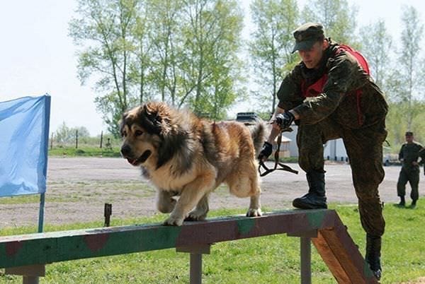 Амурские военные включат в состав дежурных сил антитеррора кинологов с собаками
