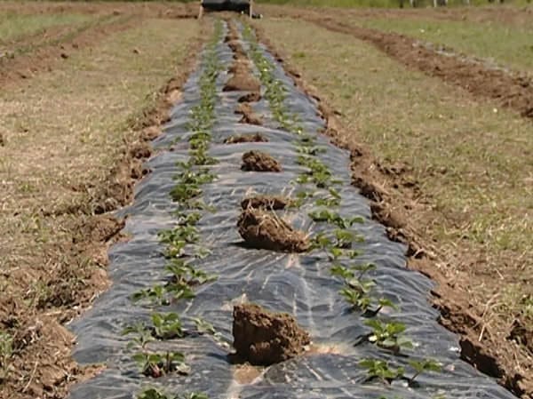 Фермер из Свободненского района будет выращивать клубнику на дальневосточном гектаре. Новости