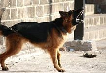 В России составят перечень опасных пород собак