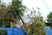 Во время грозы сильный ветер ломал деревья на улицах Свободного
