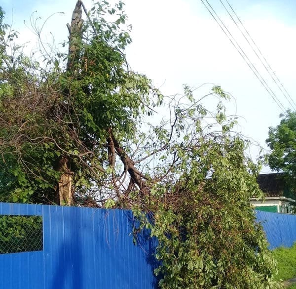 Во время грозы сильный ветер ломал деревья на улицах Свободного. Новости