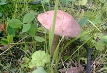 Первые грибы этого лета свободненцы находят… в городском парке