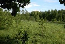 54 млн гектаров леса в России отдадут под «дальневосточный гектар»