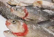 Медведев призвал не допускать резких скачков цен на рыбу в стране