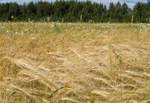 Рекордный урожай зерновых в России может привести к дефляции