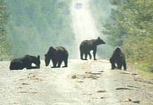В Хабаровском крае медведи съели тонну выпавшей из большегруза рыбы