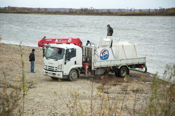 Строители Амурского ГПЗ выпустили в реку Зея мальков сазана. Новости