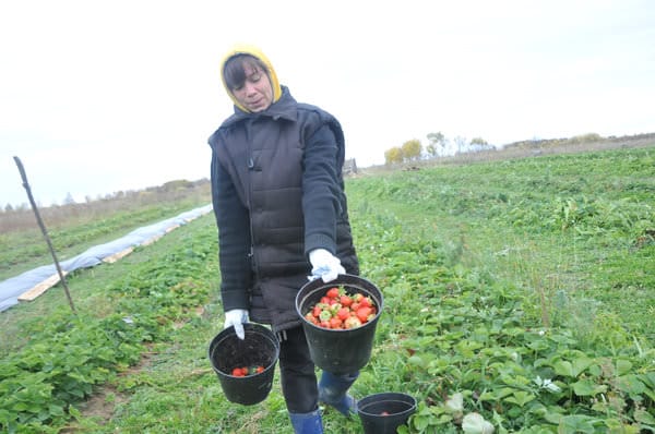 Свободненский фермер мечтает развивать в Приамурье «клубничный туризм». Новости