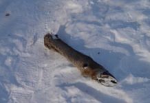 Выпавший в Приамурье снег привёл к росту числа браконьеров