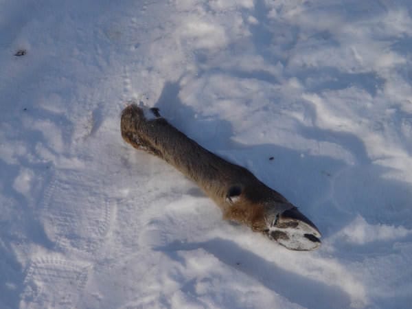 Выпавший в Приамурье снег привёл к росту числа браконьеров. Новости