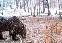Сытые медведи в Приамурье этой осенью не выходили к поселениям людей