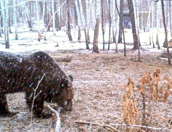 Сытые медведи в Приамурье этой осенью не выходили к поселениям людей. Новости