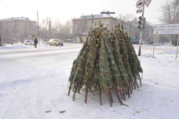 Свободненцам предлагают трёхметровые новогодние ёлки за полторы тысячи рублей. Новости