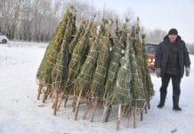 Свободненцам предлагают трёхметровые новогодние ёлки за полторы тысячи рублей