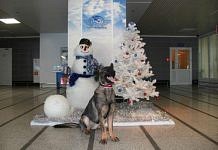 Немецкая овчарка Гретта несла рождественскую службу в аэропорту Благовещенска