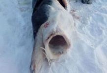 Рыбак похвастался в соцсетях пойманной в Амуре огромной калугой