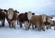 В Михайловском районе Приамурья началась поголовная вакцинация скота от бешенства