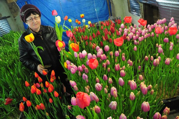 Праздник весны в Свободном начинается с тюльпанов из плодопитомника. Новости