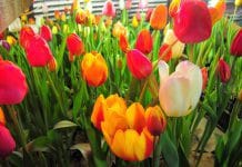 Праздник весны в Свободном начинается с тюльпанов из плодопитомника