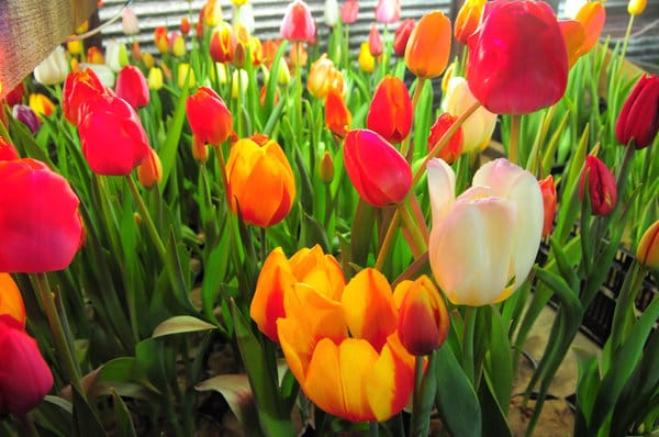 Праздник весны в Свободном начинается с тюльпанов из плодопитомника. Новости