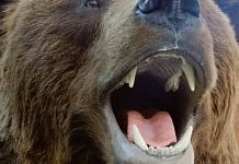 Застреленный в Приамурье медведь был опасен для жителей Тынды