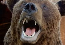 В Приамурье участились встречи с медведями