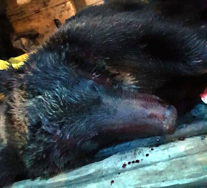 Застреленный в Приамурье медведь был опасен для жителей Тынды
