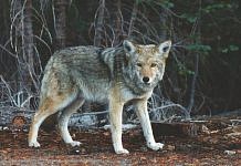 В Приамурье стремительно растёт количество волков