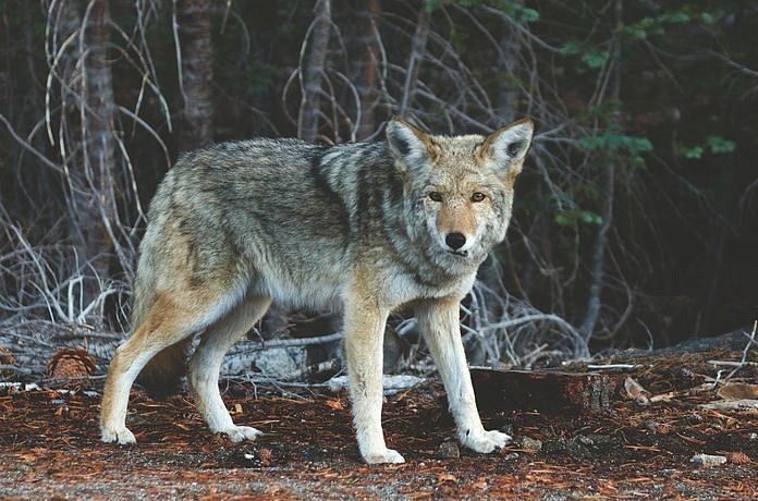 В Приамурье стремительно растёт количество волков