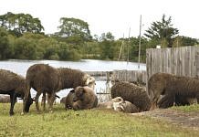 В Благовещенском районе обнаружен очаг заболевания овец оспой