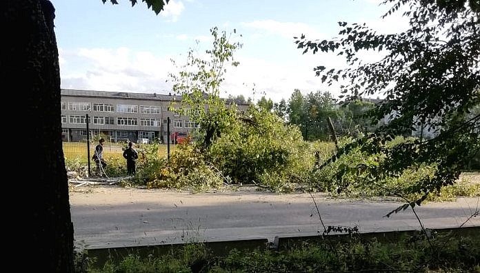 Вырубка деревьев около школы возмутила жителя Свободного