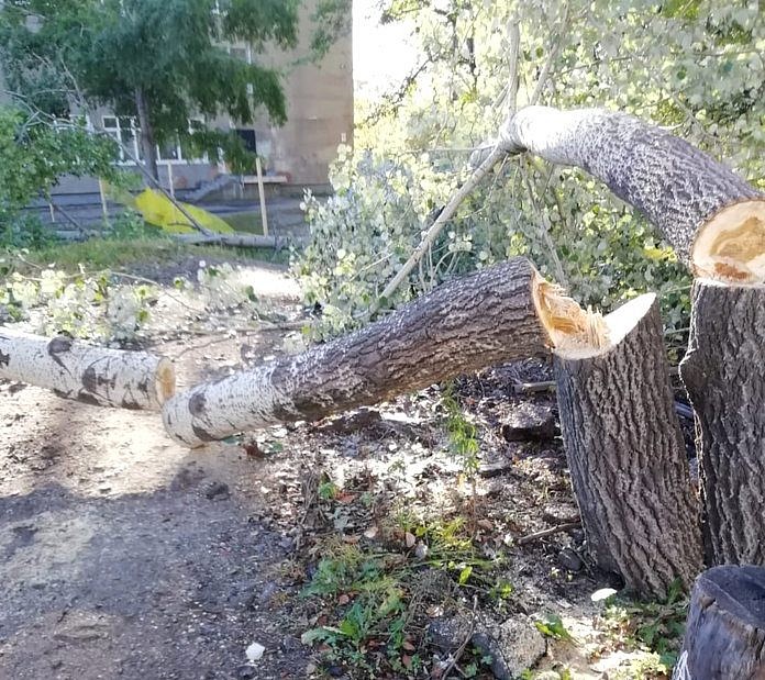 Вырубка деревьев около школы возмутила жителя Свободного