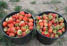 Свободненский фермер собрал более двух тонн клубники за сезон на своих «дальневосточных гектарах»