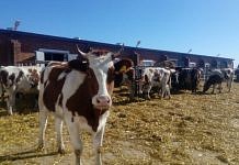 Жителям амурского села привезли обратно 16 проданных ими коров